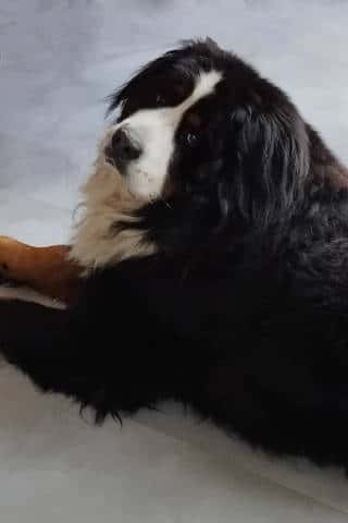Balu