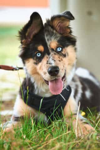 Odin